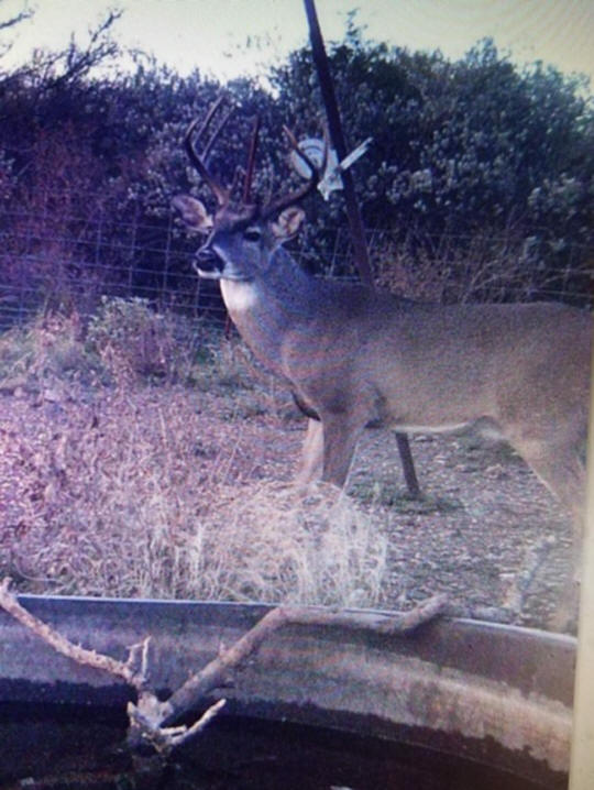 texas-whitetails-deer-hunting-10-2019-b-hunting