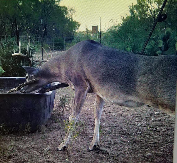 texas-whitetails-deer-hunting-10-2019-b-hunting