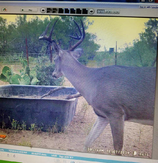 texas-whitetails-deer-hunting-10-2019-b-hunting